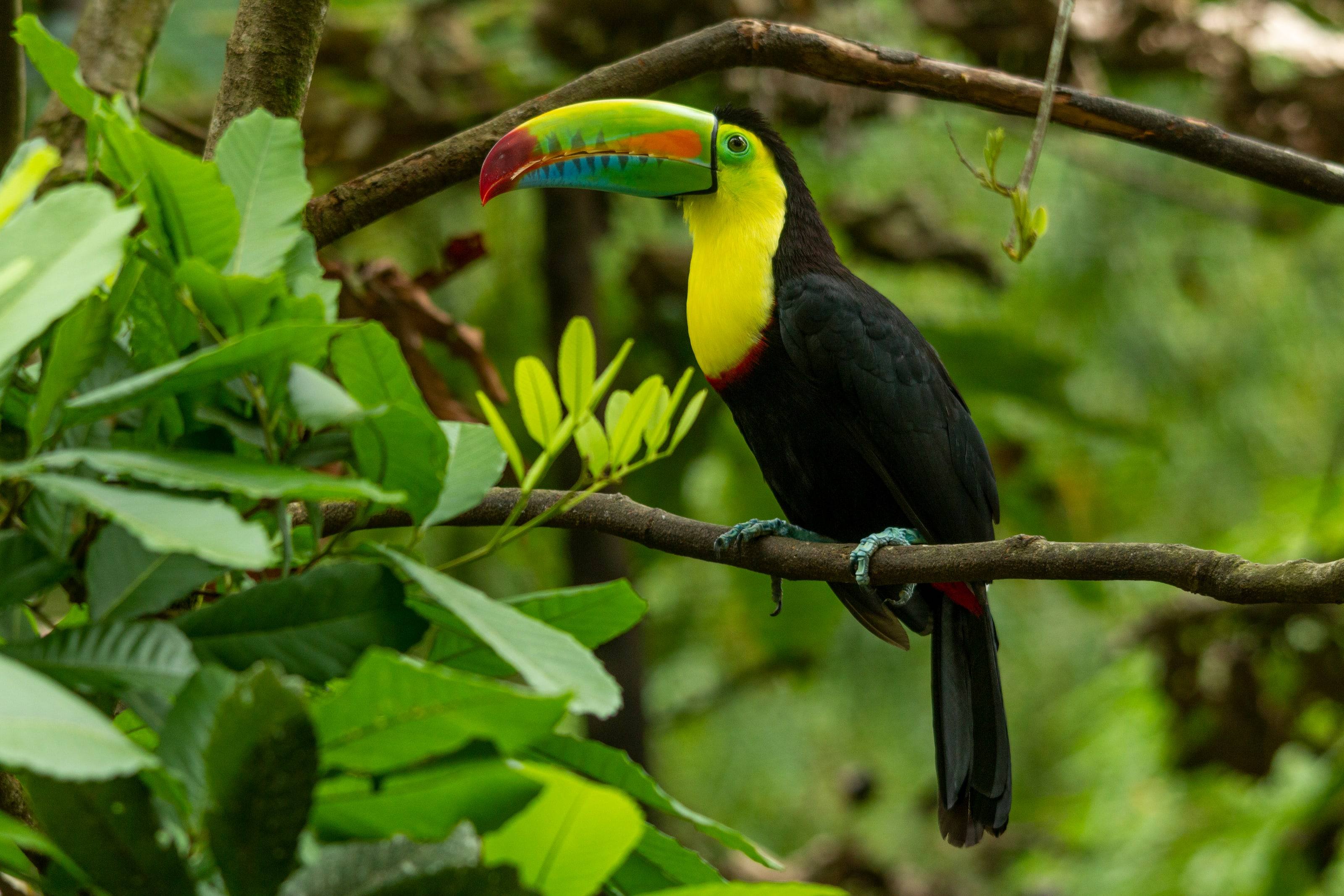 Tucán pico iris posado en una rama