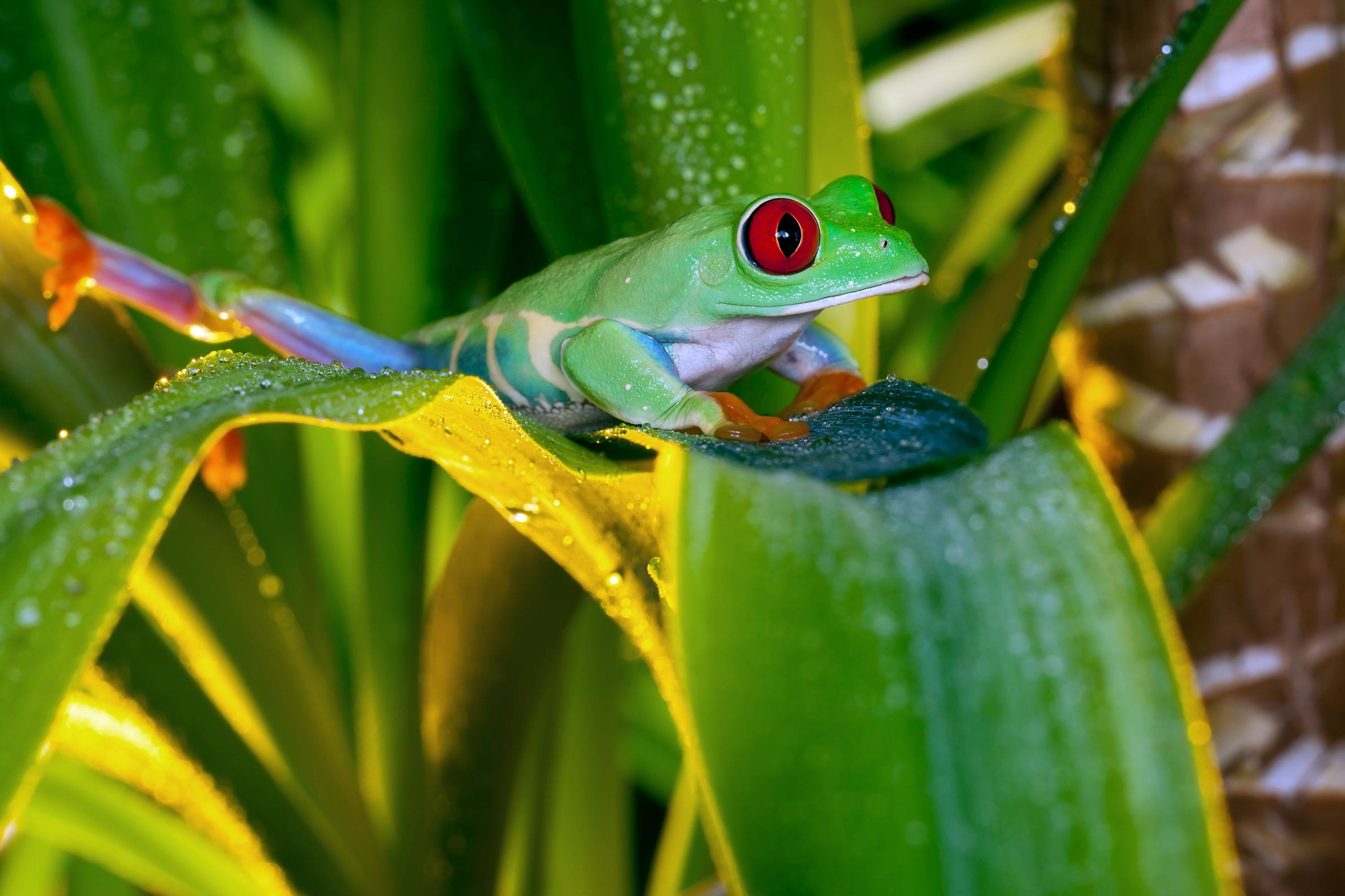 Rana de ojos rojos, una especie del bosque panameño